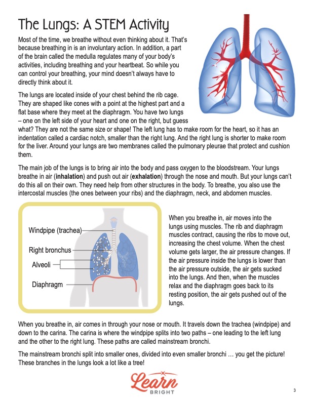 This is a content page for the Human Lungs STEM lesson plan. There is a graphic of human lungs. There is a diagram of the lungs and other connecting organs and body parts, such as the trachea. The orange Learn Bright logo is at the bottom of the page.