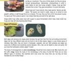 This is a content page for the Microorganisms STEM lesson plan. There are photos of fungi, algae, and protozoa. The orange Learn Bright logo is at the bottom of the page.