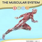 This is the title page for the Muscular System STEM lesson plan. The main image is a figure of a human that shows all the body muscles in running stance. The orange Learn Bright logo is at the top of the page.