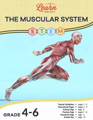 This is the title page for the Muscular System STEM lesson plan. The main image is a figure of a human that shows all the body muscles in running stance. The orange Learn Bright logo is at the top of the page.