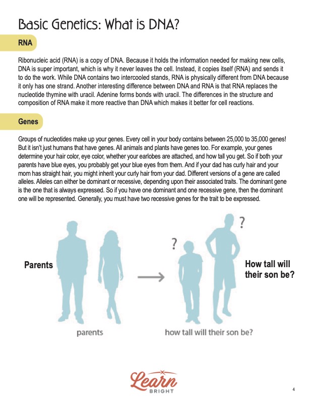 This is a content page for the Basic Genetics STEM lesson plan. There are illustrations of shadows of four people, two representing parents and the other two representing what the height of their offspring might be. The orange Learn Bright logo is at the bottom of the page.