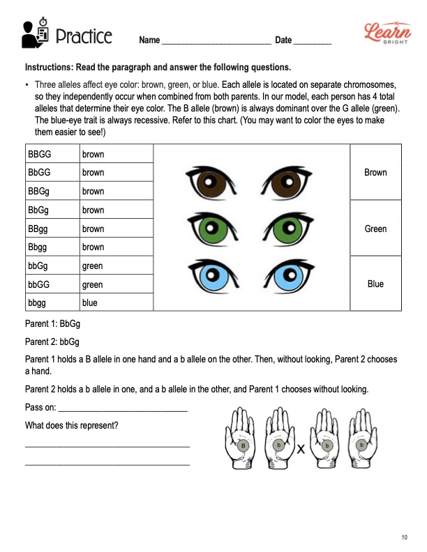 This is the practice worksheet for the Basic Genetics STEM lesson plan. There are diagrams of eyes in blue, green, and brown colors. There is a diagram of four hands with the B symbol on one and the b symbol on the remaining three. The orange Learn Bright logo is in the upper right corner of the page.
