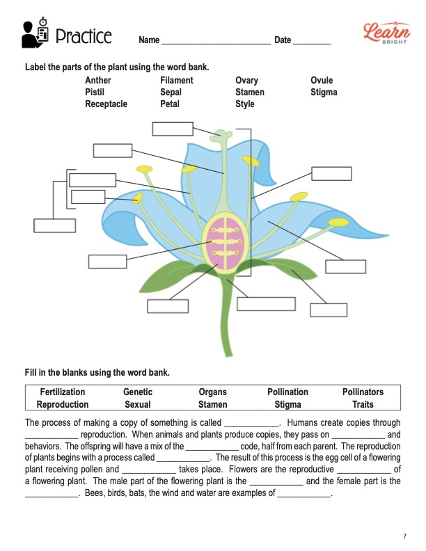 This is the practice worksheet for the Flowers and Fertilization lesson plan. There is a diagram of a blue flower with empty labels. The orange Learn Bright logo is in the upper right corner of the page.
