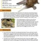 This is a content page for the Duck-billed Platypus lesson plan. There is an image of a platypus and an illustration of a platypus. The orange Learn Bright logo is at the bottom of the page.