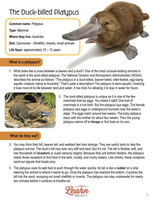 This is a content page for the Duck-billed Platypus lesson plan. There is an image of a platypus and an illustration of a platypus. The orange Learn Bright logo is at the bottom of the page.