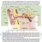 This is a content page for the Human Ear lesson plan. There is a diagram of the ear labeling various parts, such as the ear canal, cochlea, and inner ear. The orange Learn Bright logo is at the bottom of the page.