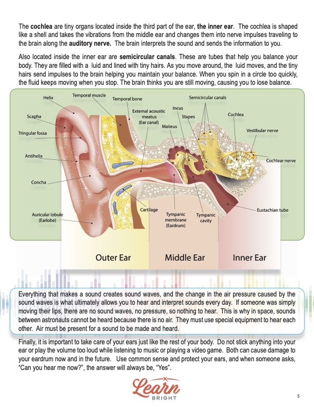 This is a content page for the Human Ear lesson plan. There is a diagram of the ear labeling various parts, such as the ear canal, cochlea, and inner ear. The orange Learn Bright logo is at the bottom of the page.