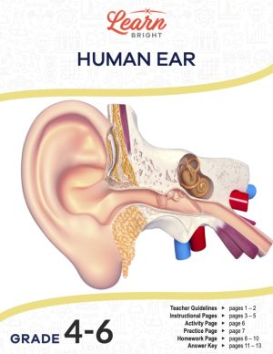This is the title page for the Human Ear lesson plan. The main image shows a diagram of the ear with various parts, but no labels. The orange Learn Bright logo is at the top of the page.