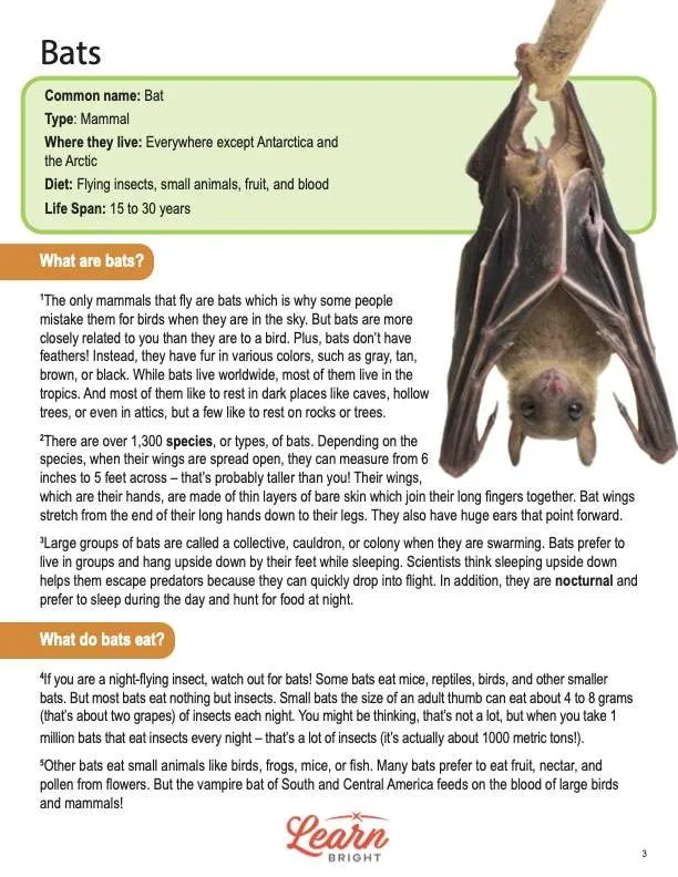 This is a content page for the Bats lesson plan. There is an image of a bat hanging upside down. The orange Learn Bright logo is at the bottom of the page.