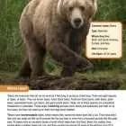 This is a content page for the Bears lesson plan. There is a photo of a bear walking in a forest. The orange Learn Bright logo is at the bottom of the page.