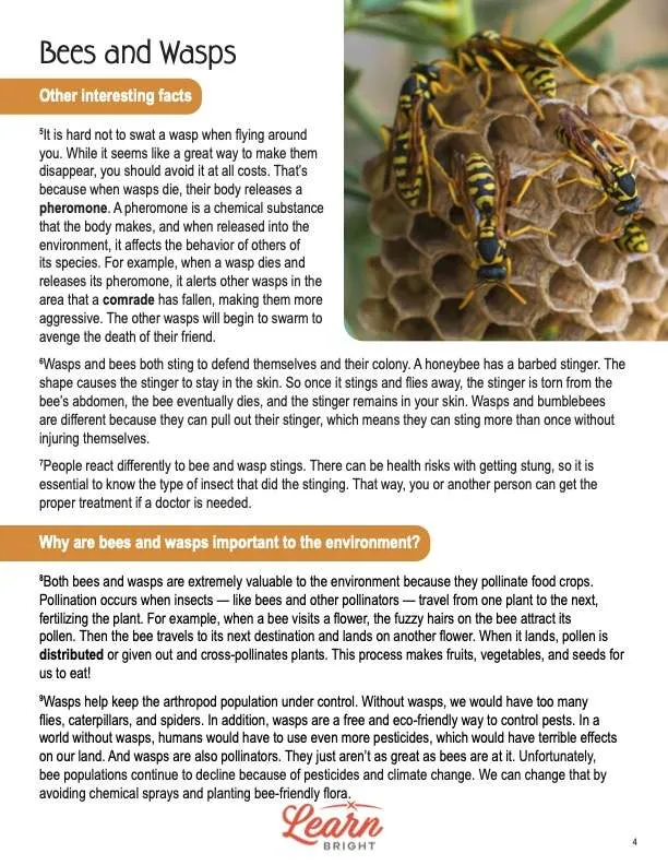 This is a content page for the Bees and Wasps lesson plan. There is a photo of bees on a honeycomb. The orange Learn Bright logo is at the bottom of the page.