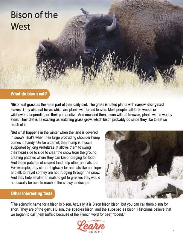 This is a content page for the Bison of the West lesson plan. There are two photographs of bison, one in snow and one in a grassy plain. The orange Learn Bright logo is at the bottom of the page.