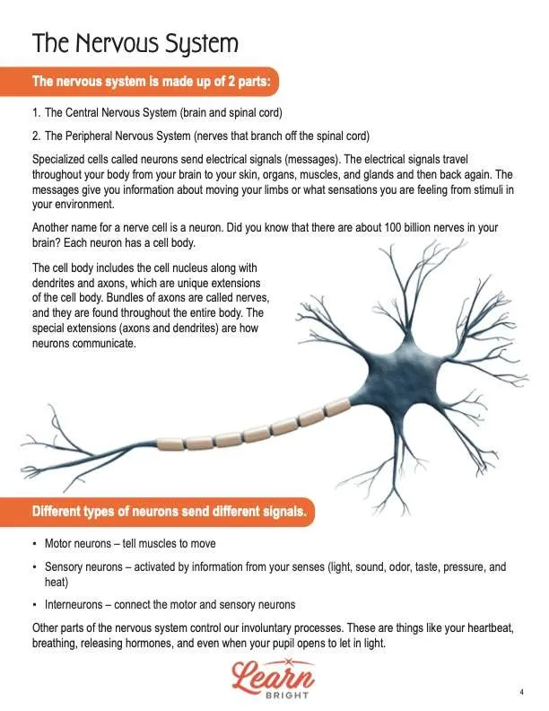 This is a content page for the Nervous System STEM lesson plan. There is a graphic of a neuron. The orange Learn Bright logo is at the bottom of the page.