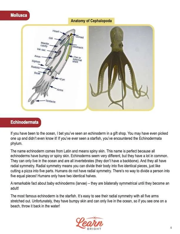 This is a content page for the Phyla Mollusca and Echinodermata STEM lesson plan. There is a picture of a squid and an octopus. The orange Learn Bright logo is at the bottom of the page.