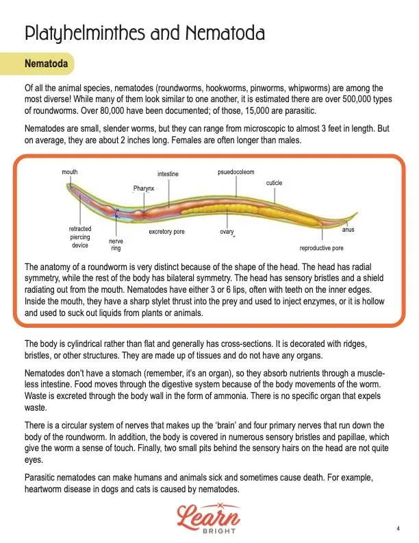 This is a content page for the Phyla Platyhelminthes and Nematoda Advanced lesson plan. There is a diagram of a worm. The orange Learn Bright logo is at the bottom of the page.