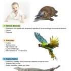 This is a content page for the Phyla Vertebrata and Chordata Advanced lesson plan. There are photos of a baby, a platypus, a parrot, and a crocodile. The orange Learn Bright logo is at the bottom of the page.