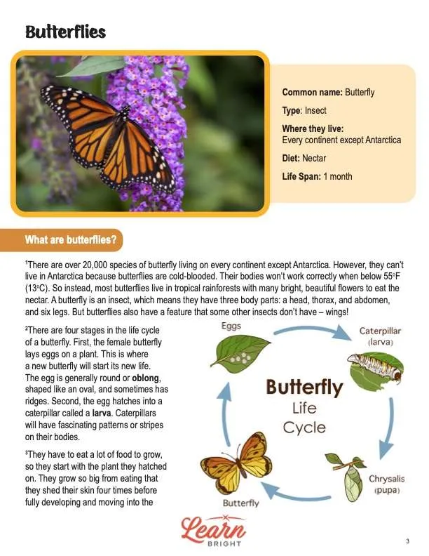 This is a content page for the Butterflies lesson plan. There is a picture of a Monarch butterfly on a purple flower. There is a graphic that displays the four steps of a butterfly's life cycle. The orange Learn Bright logo is at the bottom of the page.