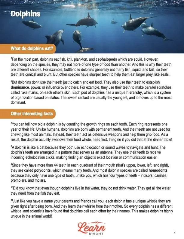 This is a content page for the Dolphins lesson plan. There is an image of many dolphins swimming in the ocean. The orange Learn Bright logo is at the bottom of the page.