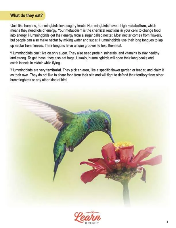 This is a content page for the Hummingbirds lesson plan. There is an illustration of a green hummingbird feeding on a reddish flower. The orange Learn Bright logo is at the bottom of the page.