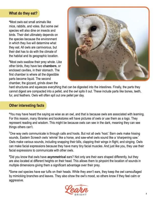 This is a content page for the Owls lesson plan. There is a photo of an owl with a mouse in its beak. The orange Learn Bright logo is at the bottom of the page.