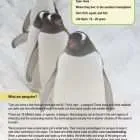 This is a content page for the Penguins lesson plan. There is an image of four penguins in line as they walk down a snowy path. The orange Learn Bright logo is at the bottom of the page.