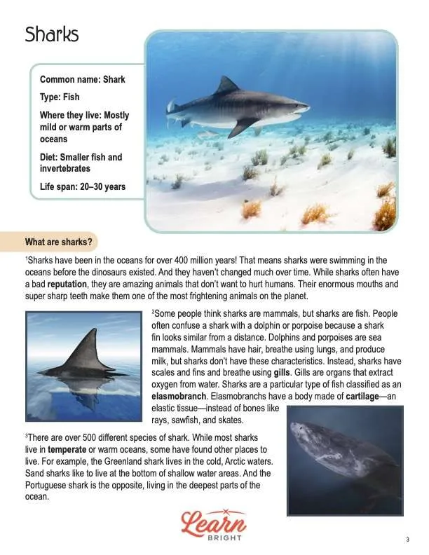 This is a content page for the Sharks lesson plan. There are pictures of different types of sharks. The orange Learn Bright logo is at the bottom of the page.