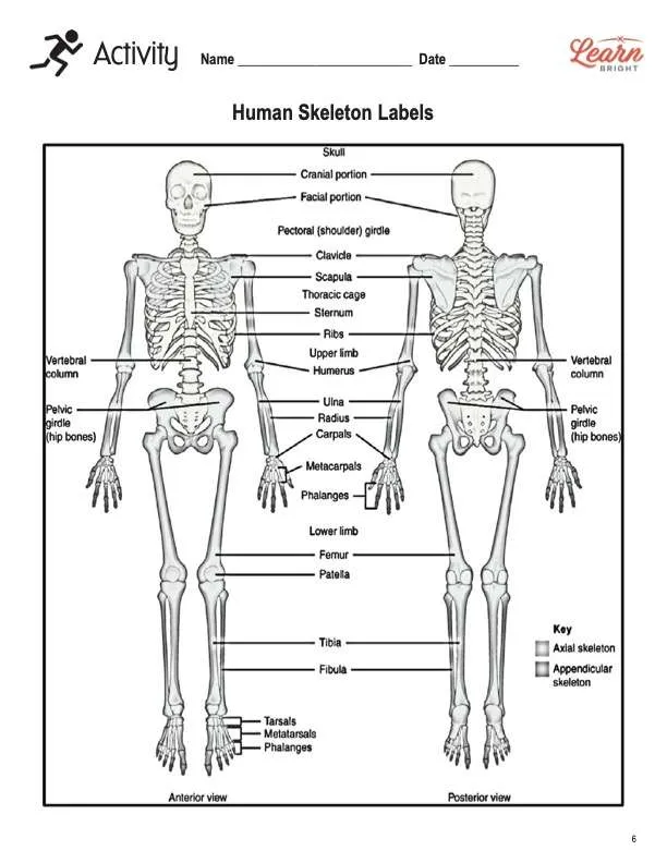 This is the activity worksheet for the Human Skeleton STEM lesson plan. There is a graphic of the human skeleton with labels for major bones. The orange Learn Bright logo is in the upper right corner of the page.