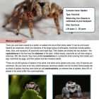 This is a content page for the Spiders lesson plan. There are three photos of three different types of spider. The orange Learn Bright logo is at the bottom of the page.