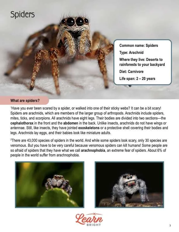 This is a content page for the Spiders lesson plan. There are three photos of three different types of spider. The orange Learn Bright logo is at the bottom of the page.