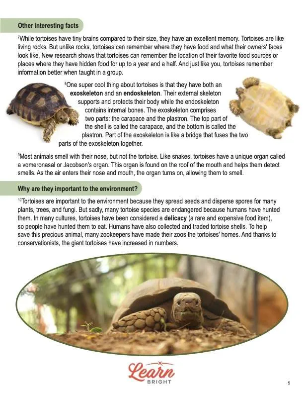 This is a content page for the Tortoises lesson plan. There are photos of a turtle's carapace and plastron. There is a photo of a turtle looking at the camera. The orange Learn Bright logo is at the bottom of the page.
