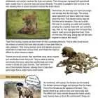 This is a content page for the Hyenas lesson plan. There is a photo of a hyena eating a carcass. There is a photo of a pile of animal bones. There is a picture of a hyena wearing a captain's hat. The orange Learn Bright logo is at the bottom of the page.