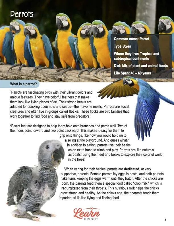 This is a content page for the Parrots lesson plan. There are several photos of various parrots around the page. The orange Learn Bright logo is at the bottom of the page.