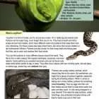 This is a content page for the Pythons lesson plan. There is a photo of a green python hanging on a branch. There is a photo of a python brooding around its eggs. The orange Learn Bright logo is at the bottom of the page.