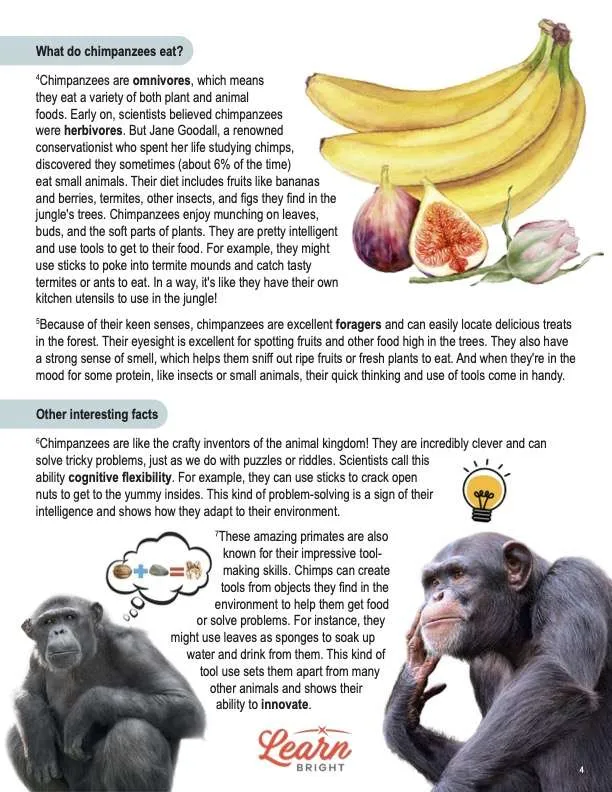This is a content page for the Chimpanzees lesson plan. There is a graphic of bananas, berries, and figs. There are photos of chimps, one that shows a graphic of a lightbulb above his head and another that has a thought bubble. The orange Learn Bright logo is at the bottom of the page.