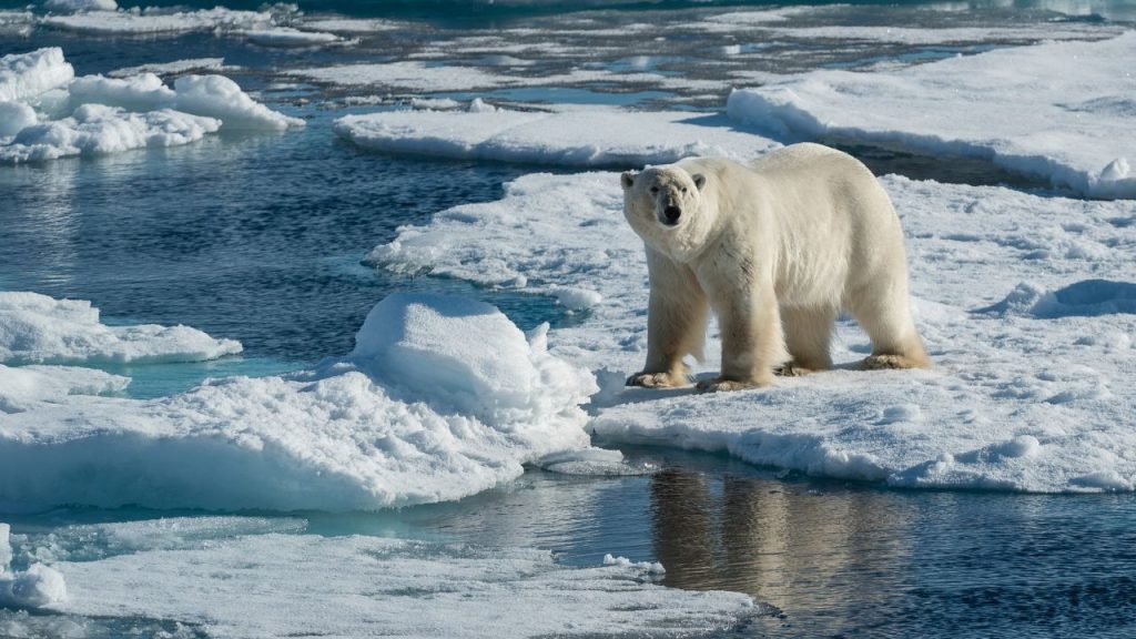 Polar Bear Tours