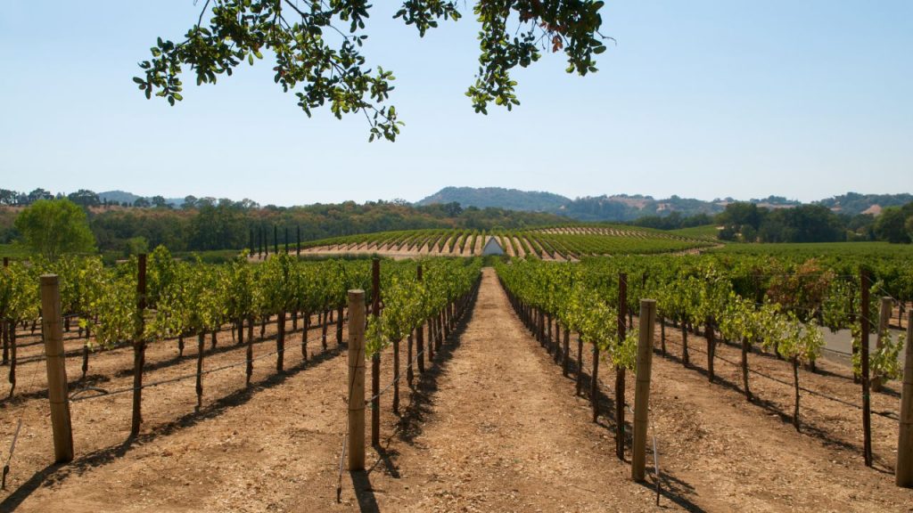 Fun Fact #4: Missionaries planted the first vineyards in California.