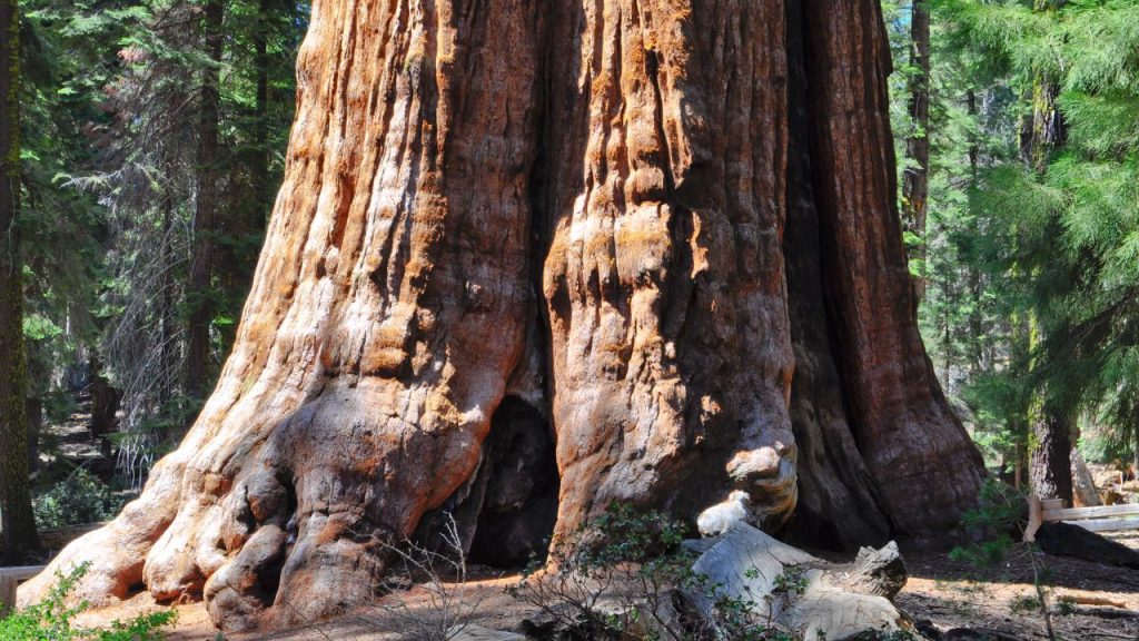Fun Fact #9: Giant Trees Grow in California
