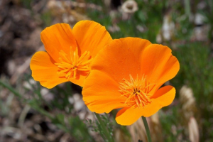 California State Flower: Poppy