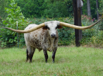 texas state animal
