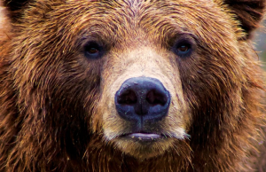 California State Animal: California Grizzly Bear