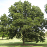 texas state tree