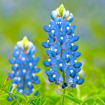 texas state flower