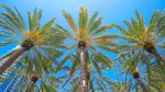 Florida State Tree
