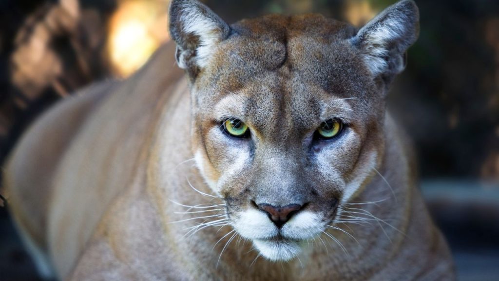 Florida Panther 