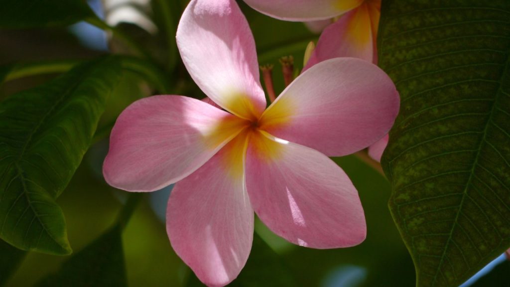 Fun Fact: Florida means festival of flowers