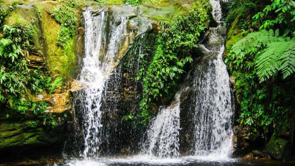 Amazon Rainforest
