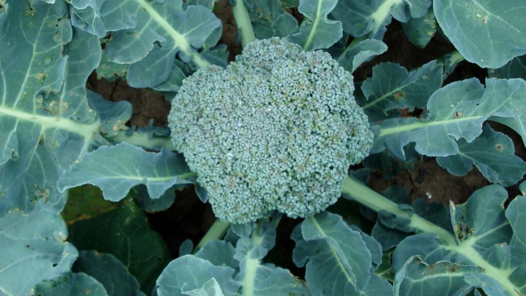 Fun fact: Broccoli is a flower
