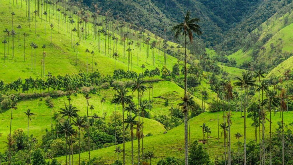 Colombia Fun Fact: tallest palm trees