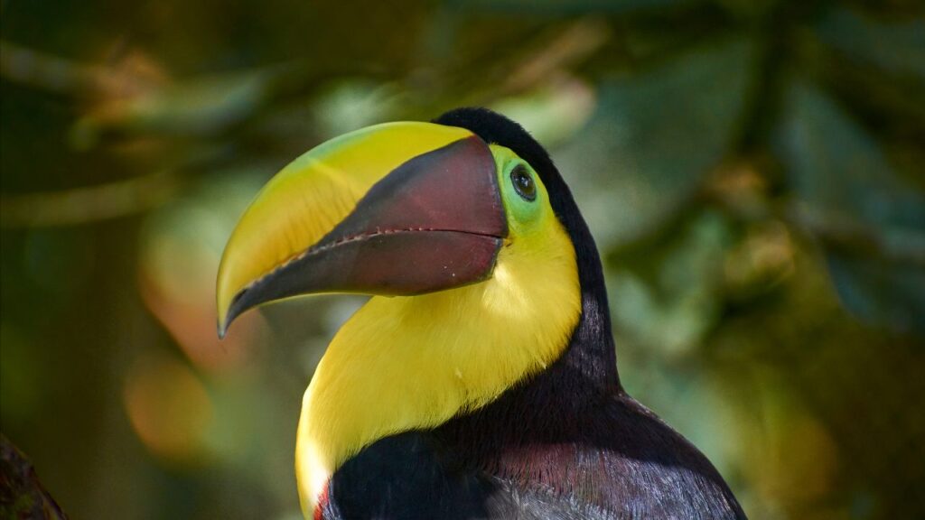 Colombia Toucan