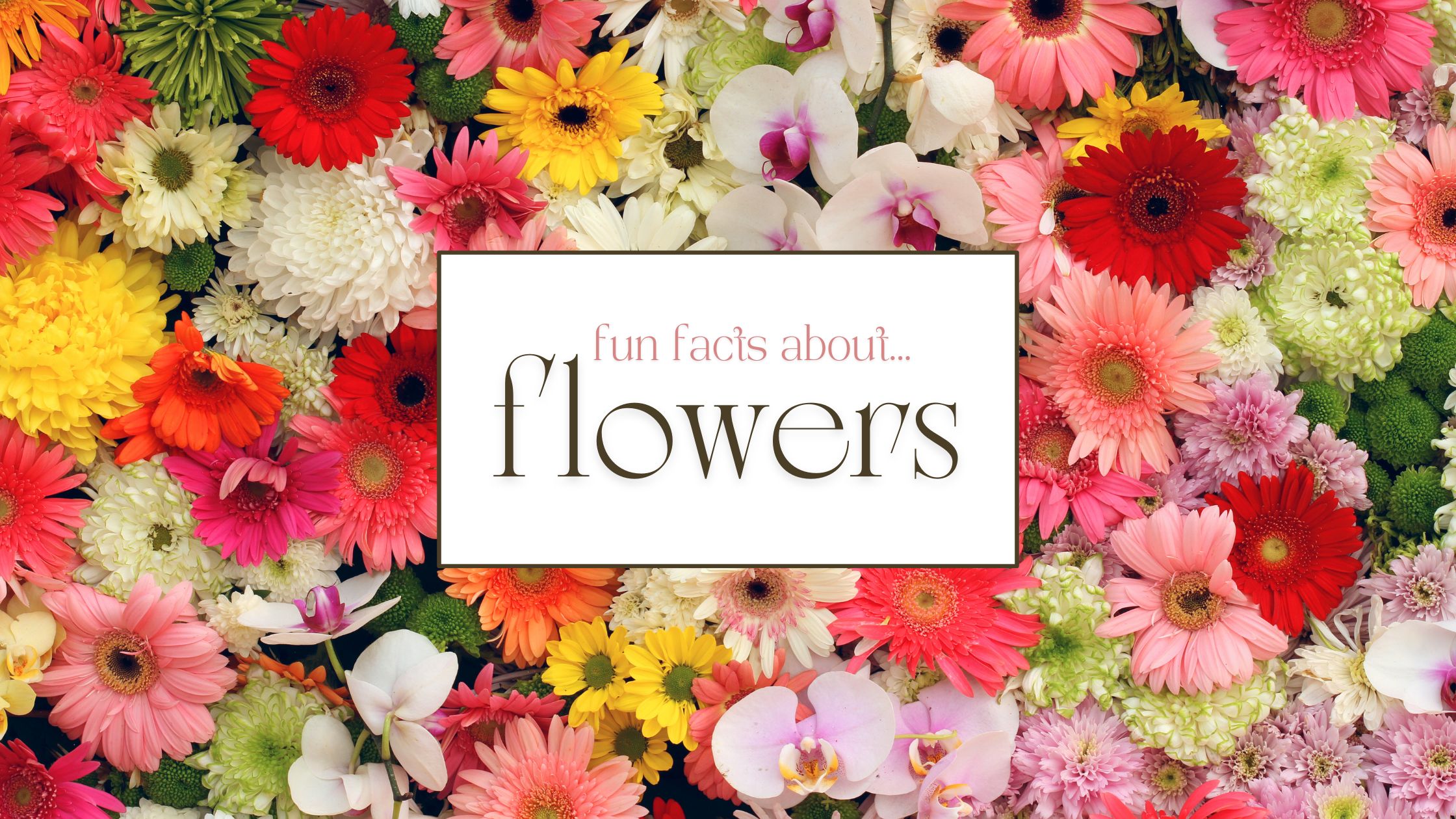 Fun Facts About Flowers Blog Cover
